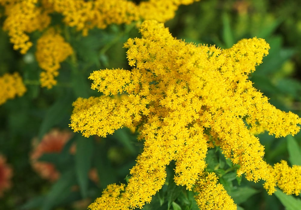 Yellow flowers bloom abundantly, clustered together on several stems, surrounded by green leaves in an outdoor garden setting.