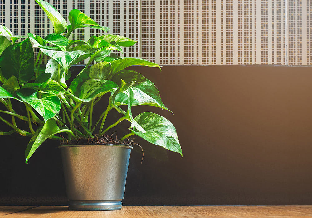 A single potted plant in a warm, diffused beam of sunlight