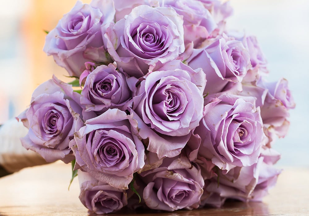 Photograph of lavender roses Roses