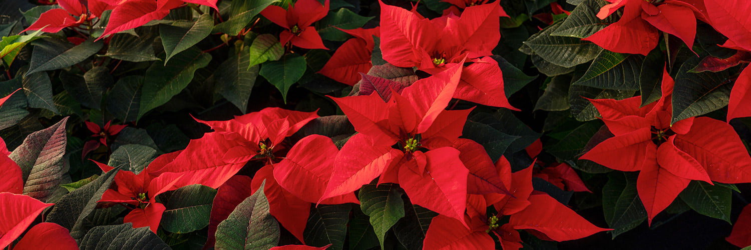 Bright red poinsettia flowers bloom amidst dark green leaves in a densely packed cluster.