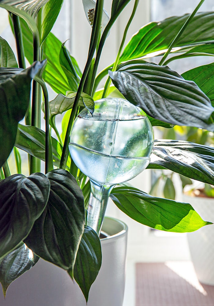 Bright green leaves spill from a wall-mounted planter