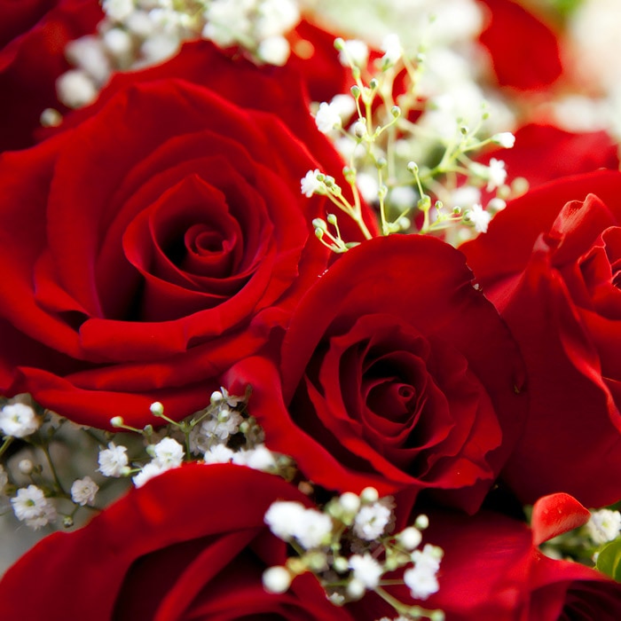 Red roses are closely clustered together, interspersed with small, delicate white baby's breath flowers, creating a vibrant and romantic floral arrangement.