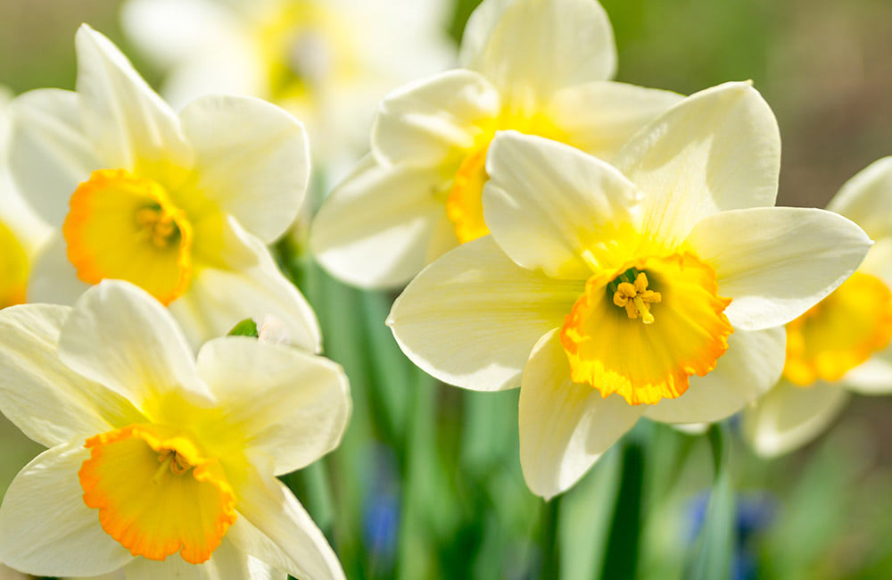 Yellow-centered white daffodil flowers bloom in close-up, their petals radiant and delicate, set against a backdrop of blurred green foliage and other flowers.