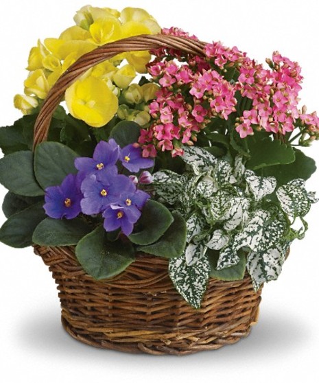 Flowering Plants Delivery: Send Blooming Plants