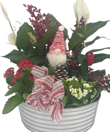 I’ll be Gnome for Christmas - Blooming Garden by Adrian Durban