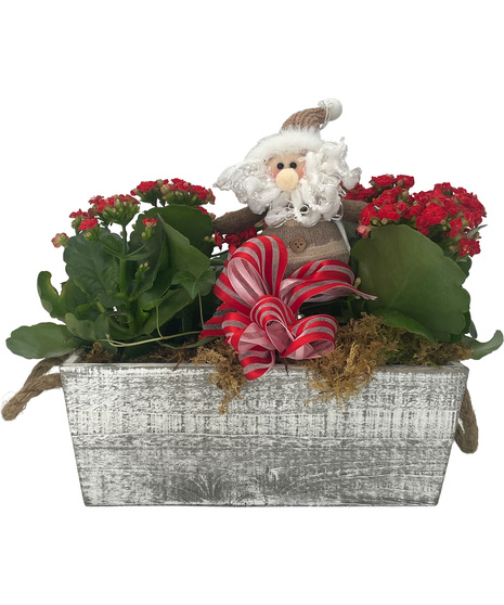 Adrian Durban's Christmas Blooms Kalanchoe Gift