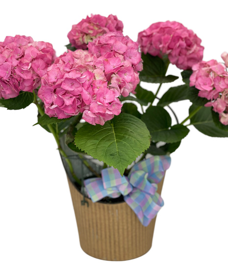 Blooming Hydrangea Plant