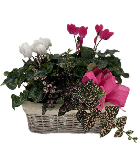 Cyclamen Planter